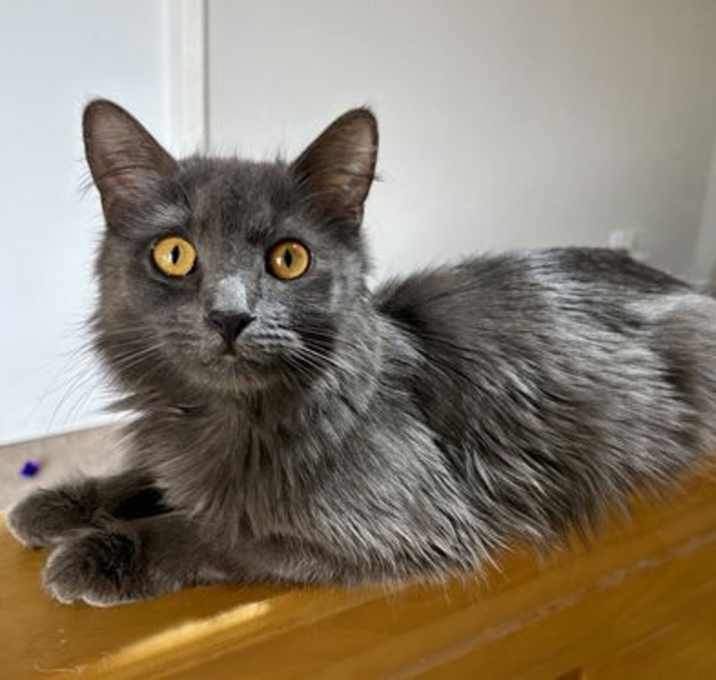 Photo of Nelli