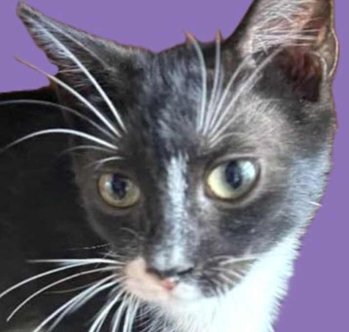 Photo of Mittens