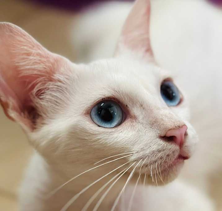 Photo of Angel