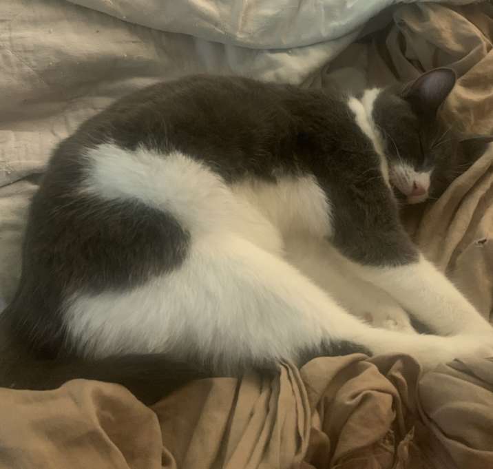 Photo of Kitty