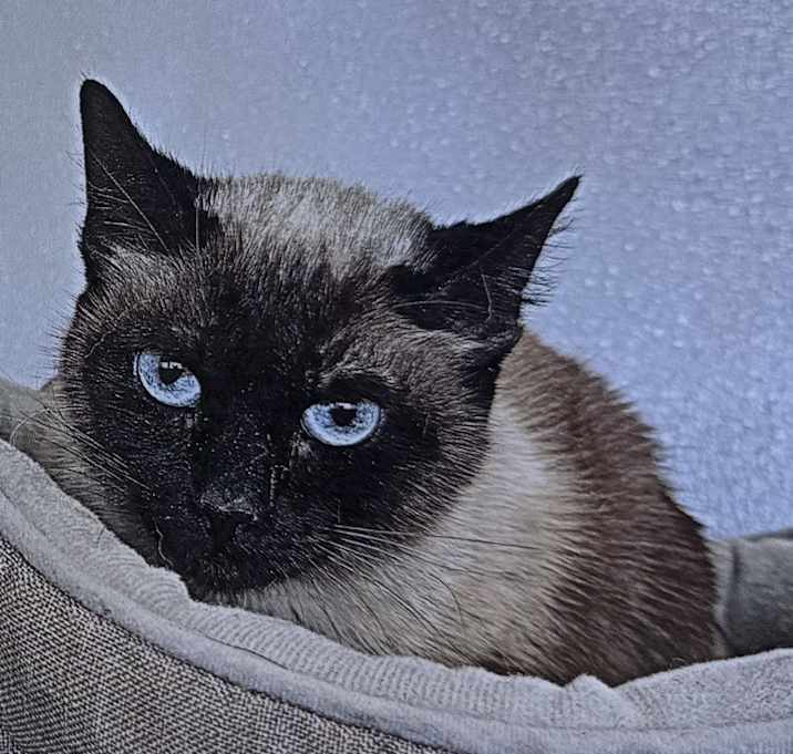 Photo of Chai