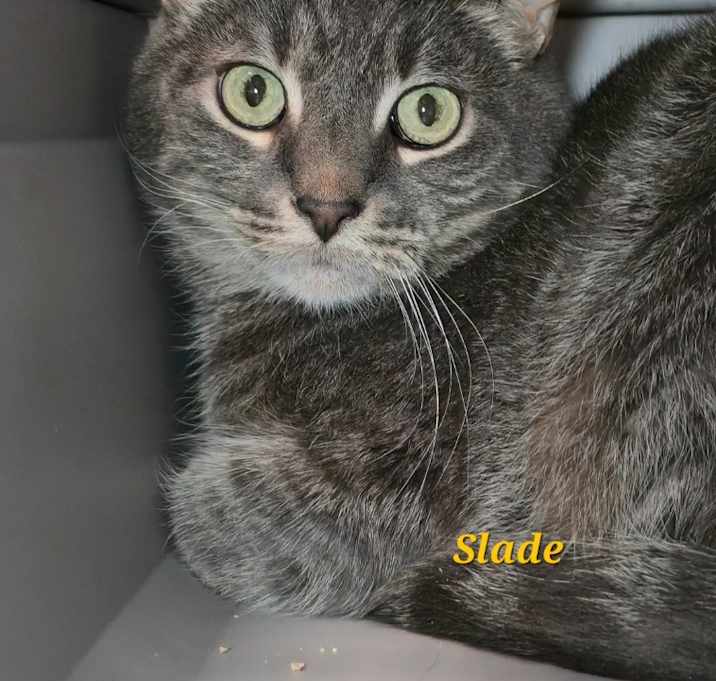 Photo of Slade / Silas