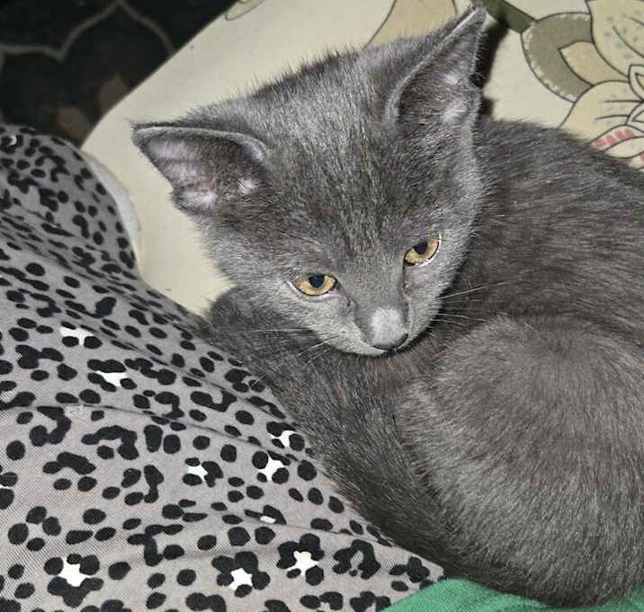 Photo of Thumper