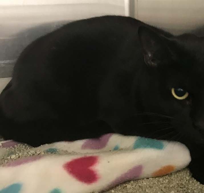 Photo of Salem