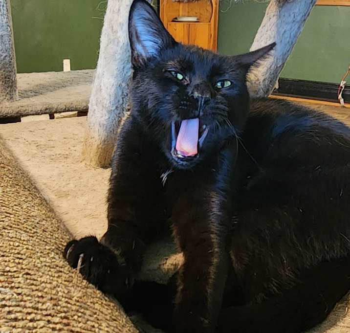 Photo of Hex
