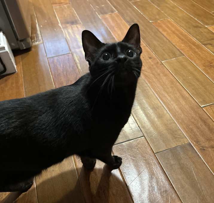 Photo of Jean Valjean (JVJ)