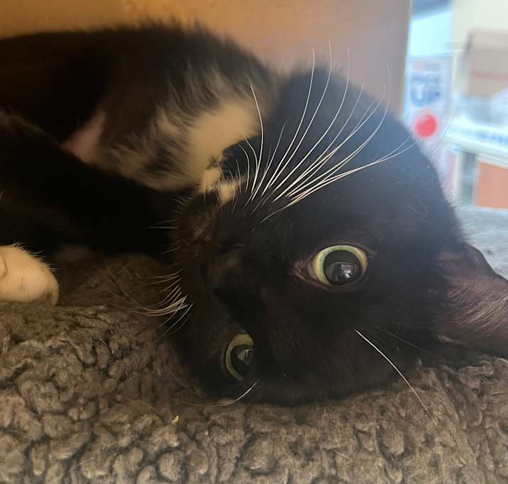 Photo of Mittens