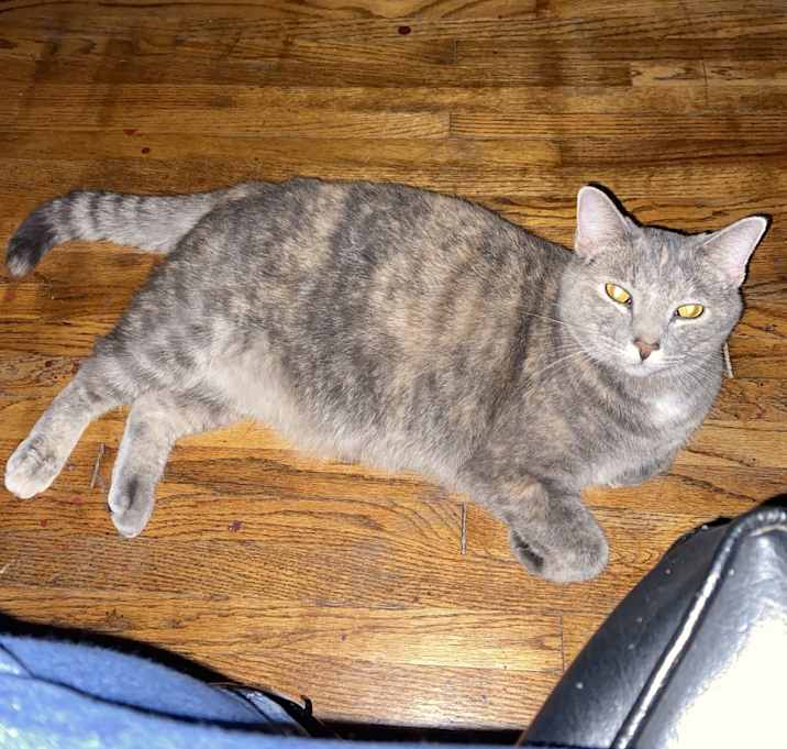 Photo of Gracie