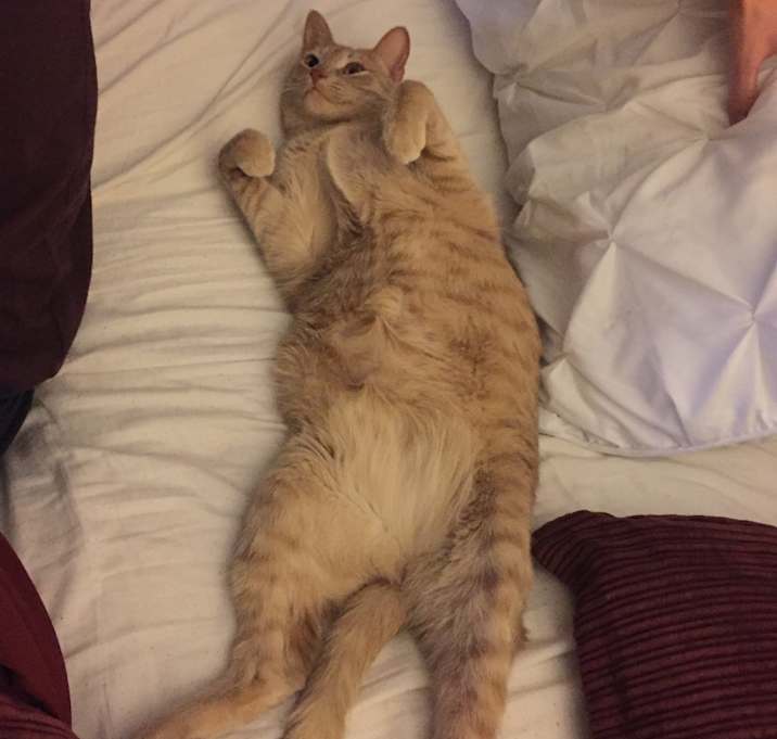 Photo of Peach