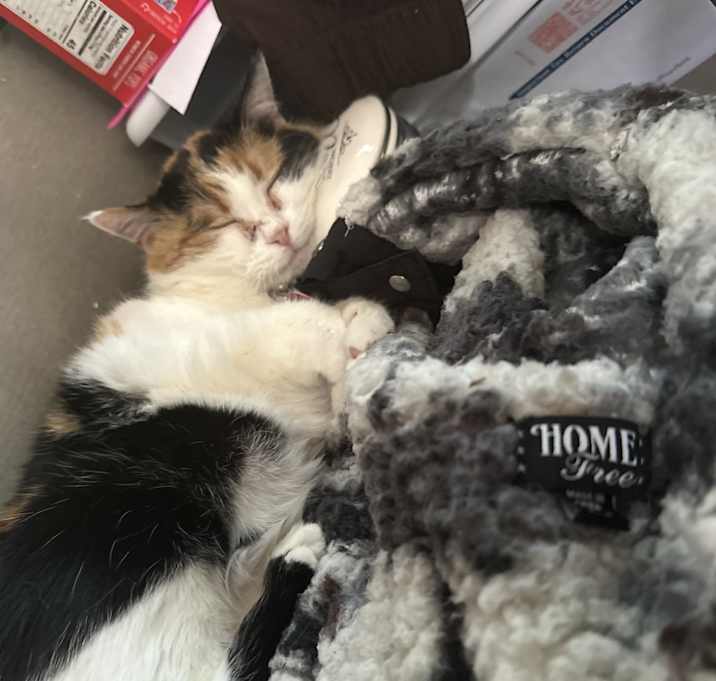 Photo of Rosie