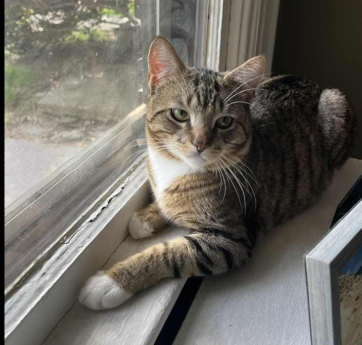 Photo of Onyx
