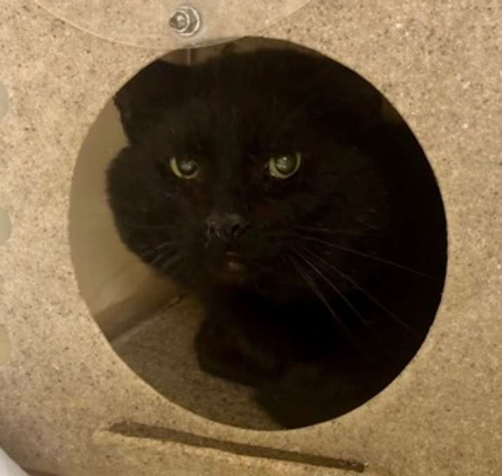 Photo of Barn Cat Odie