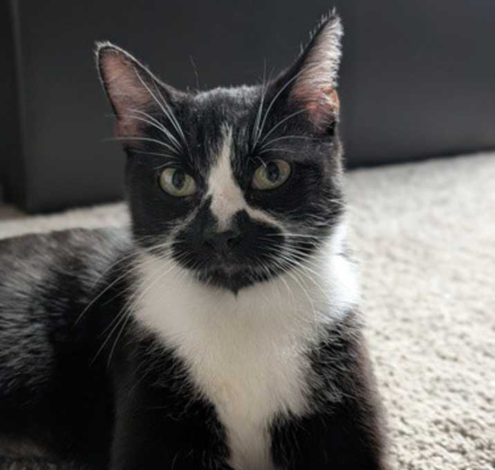 Photo of Mew