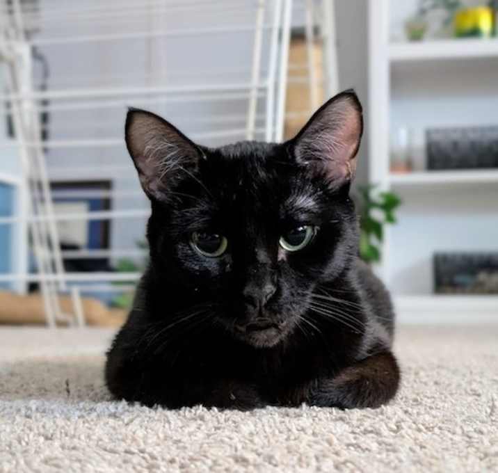 Photo of Spook