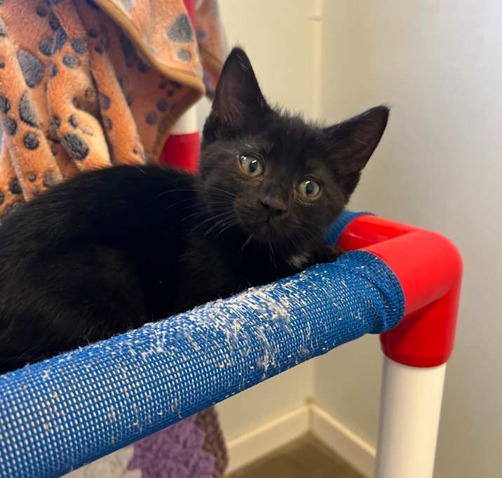 Photo of Onyx
