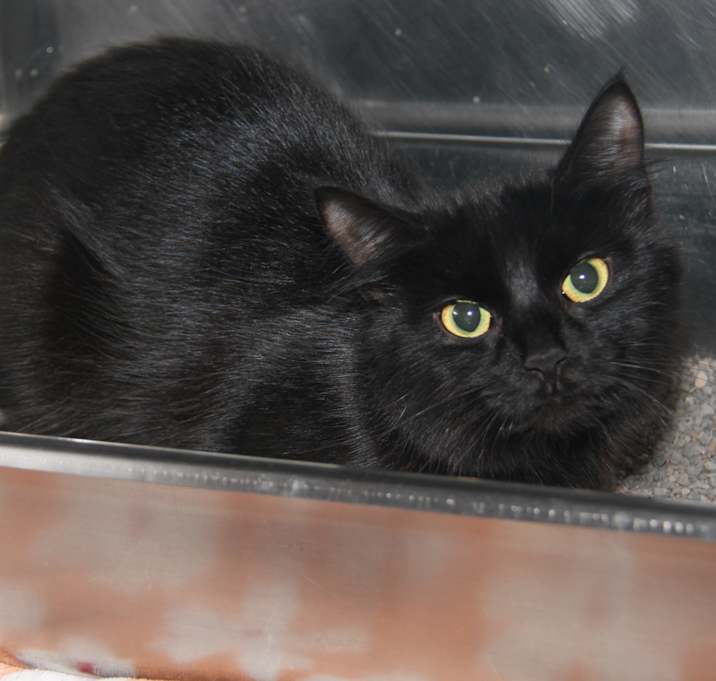 Photo of French Fry (Spayed)