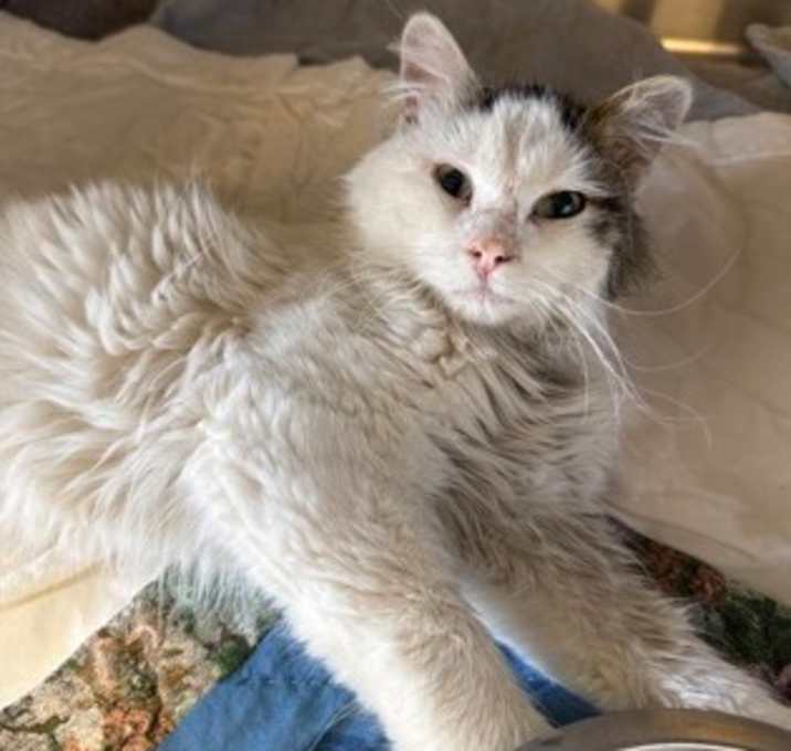 Photo of Aster