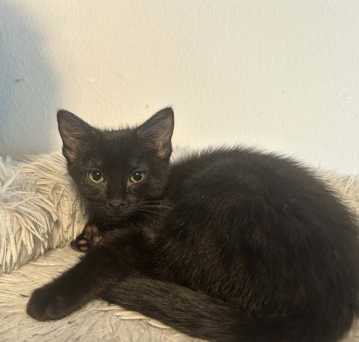 Photo of Flouncy (Peanut)