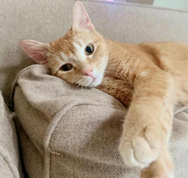 Photo of Marmalade