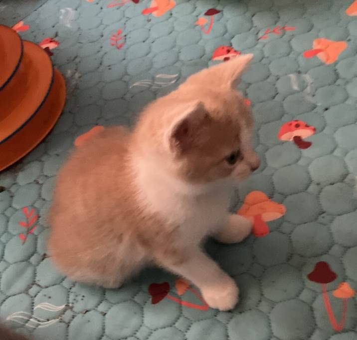 Photo of Kitten 3