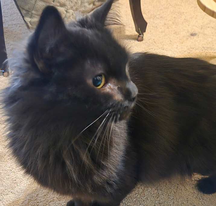 Photo of Midnight