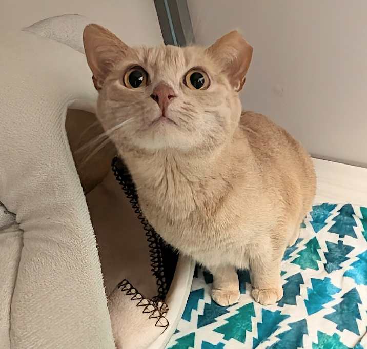 Photo of Lemon
