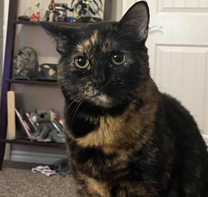 Photo of Chanel