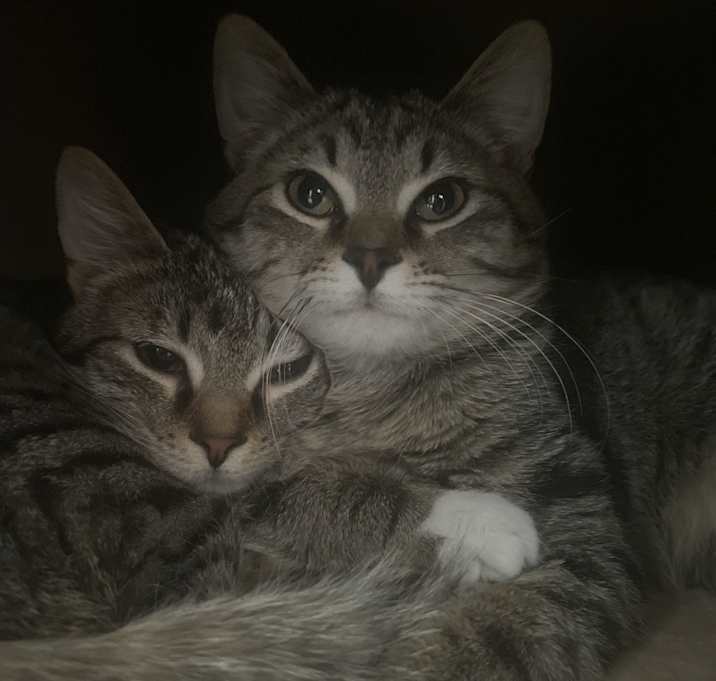 Photo of Juno and Luna