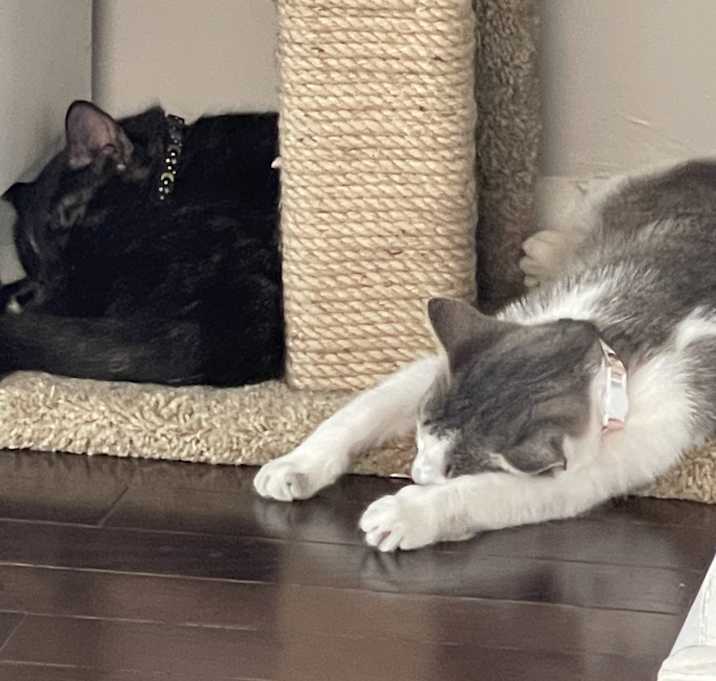 Photo of Sheeba & Tina