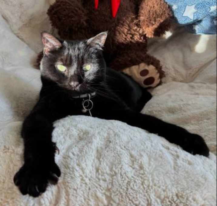 Photo of Ebony