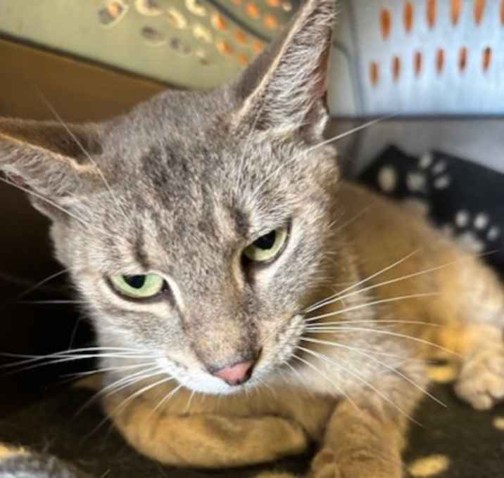 Photo of Heidi (Cocoa)