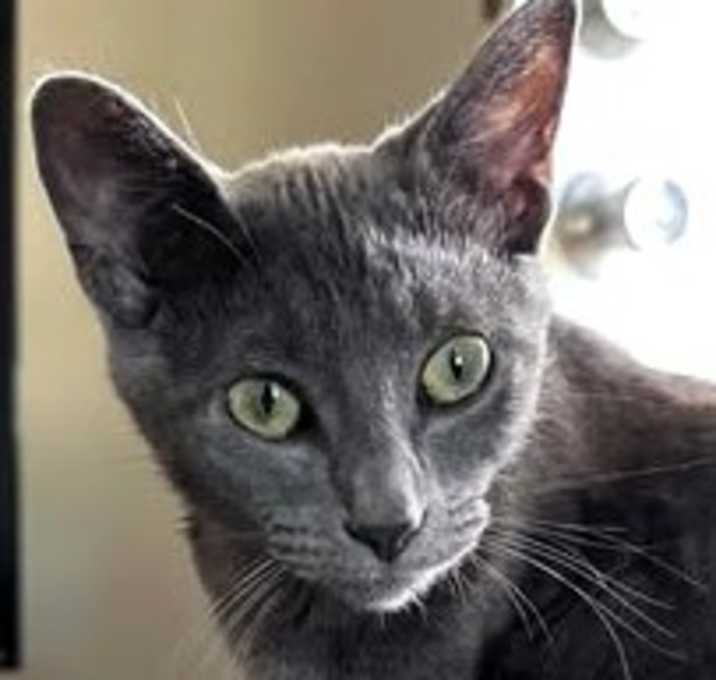 Photo of Luna
