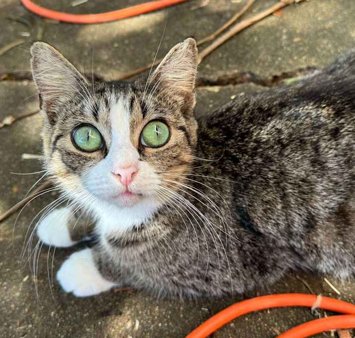 Photo of Miji
