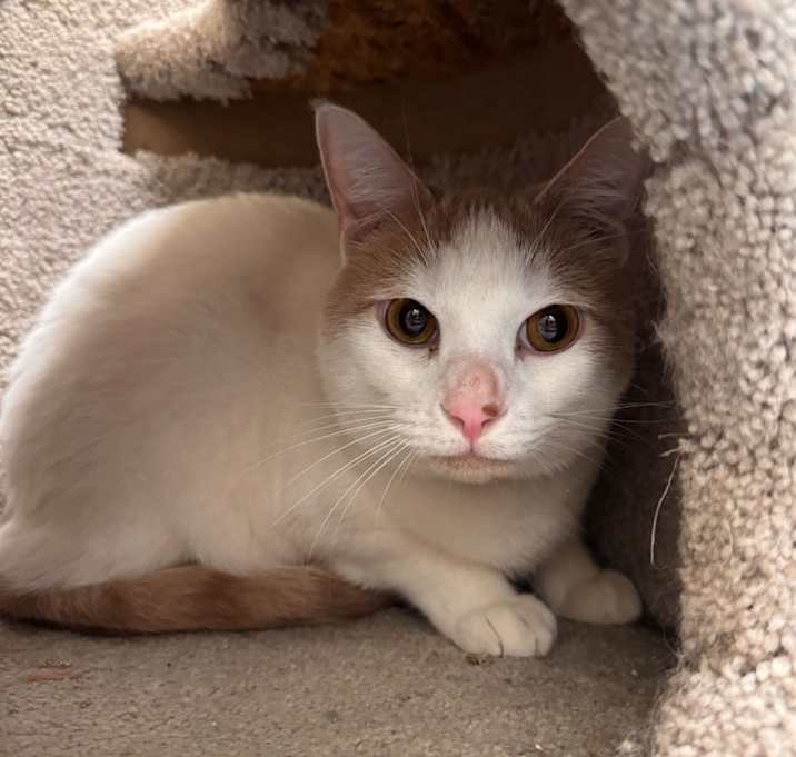 Photo of Blue (bonded with Justice)