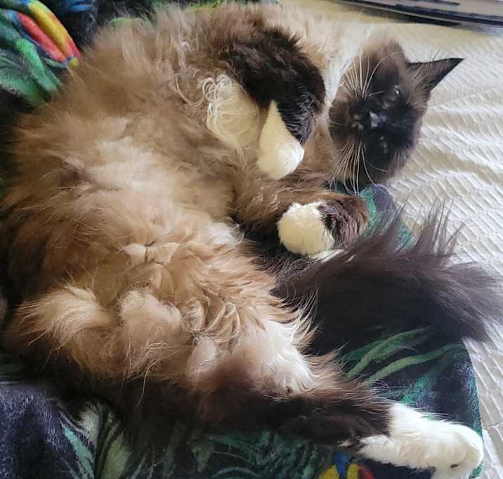 Photo of Lily