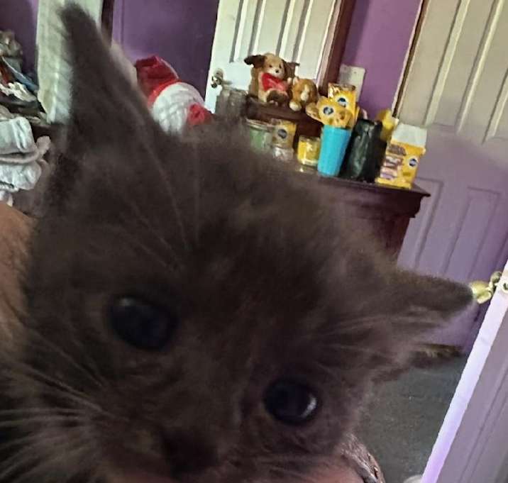 Photo of Tinkerbell