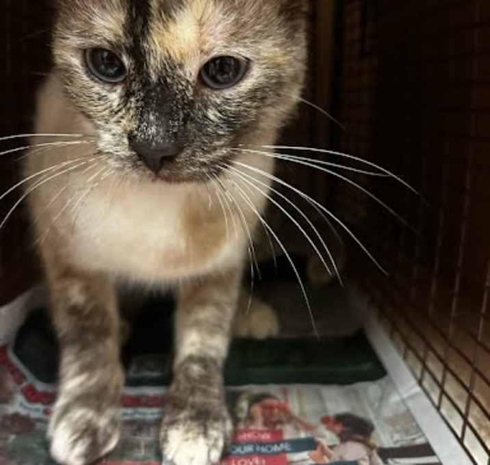 Photo of *HARU