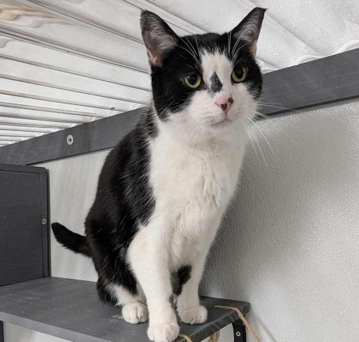 Photo of Cookie