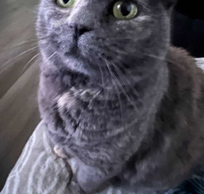 Photo of Gabby - In Foster