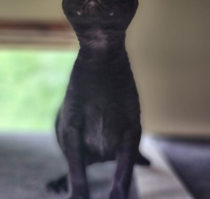 Photo of Crackle