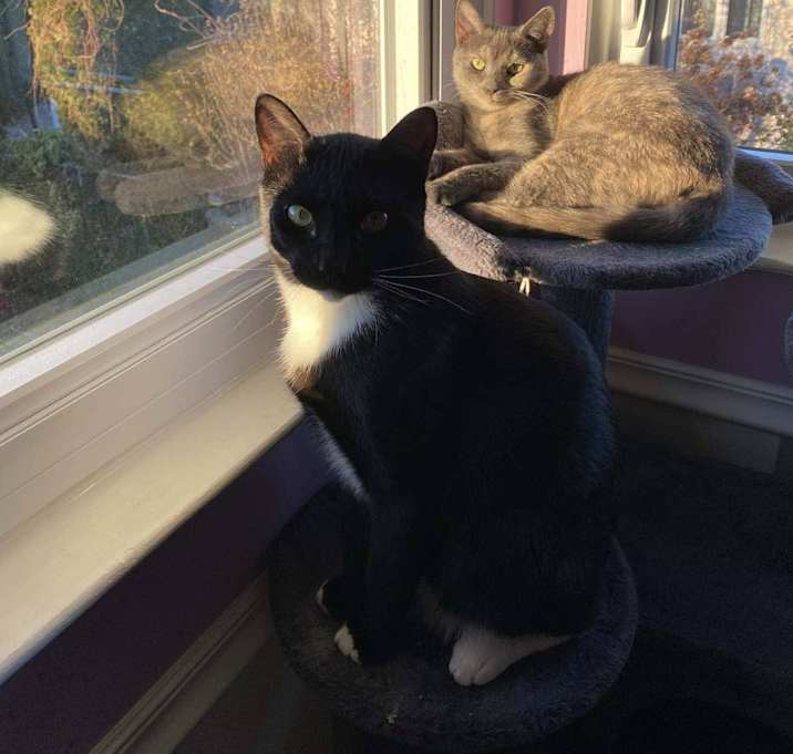 Photo of Pepper and Nori