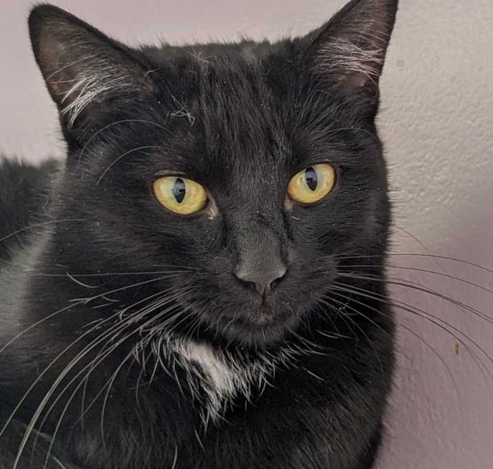 Photo of Binx