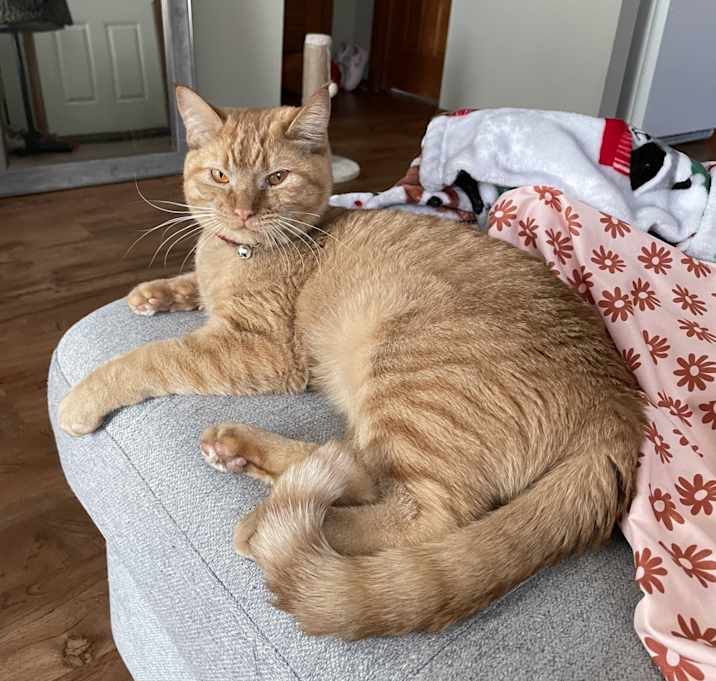 Photo of Canelo