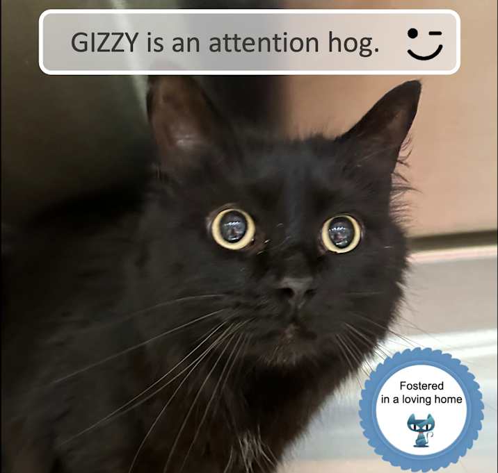 Photo of Gizzy