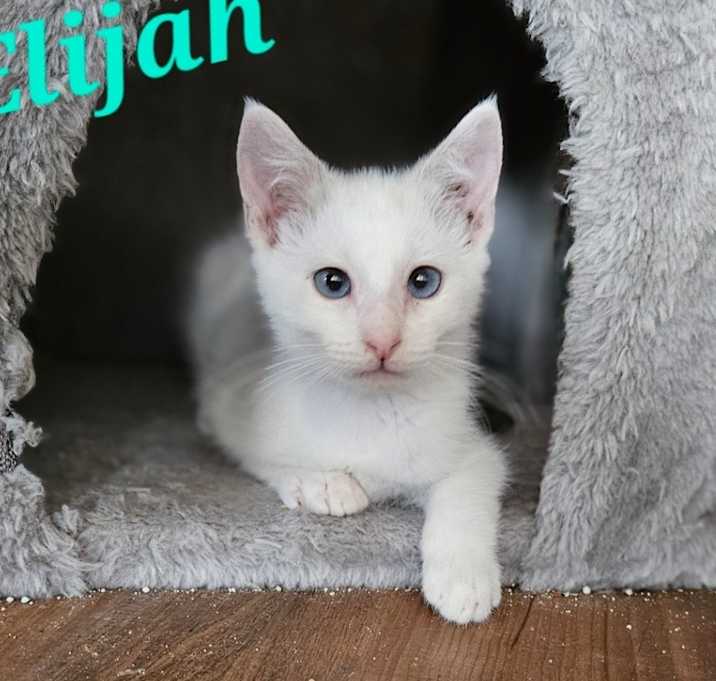 Photo of Elijah