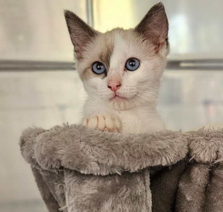Photo of Pascal