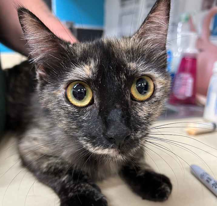 Photo of Smudge