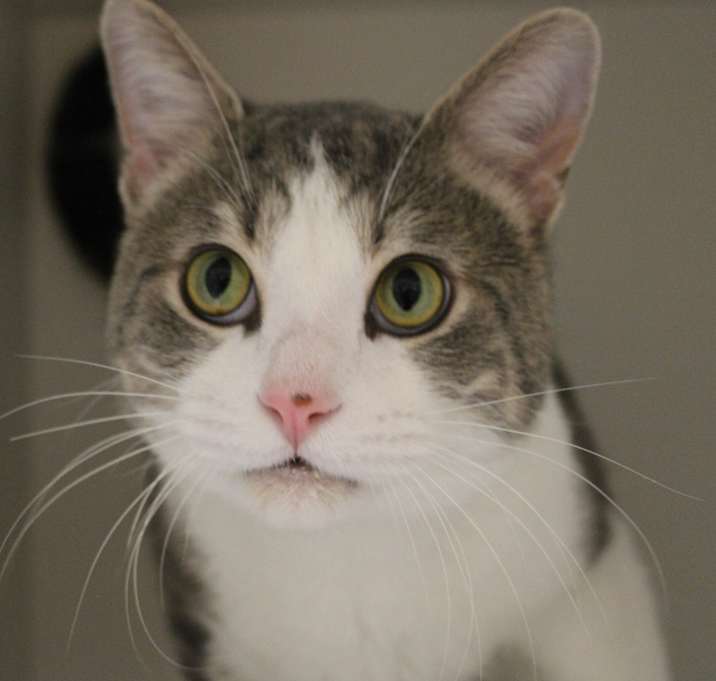 Photo of Romeo