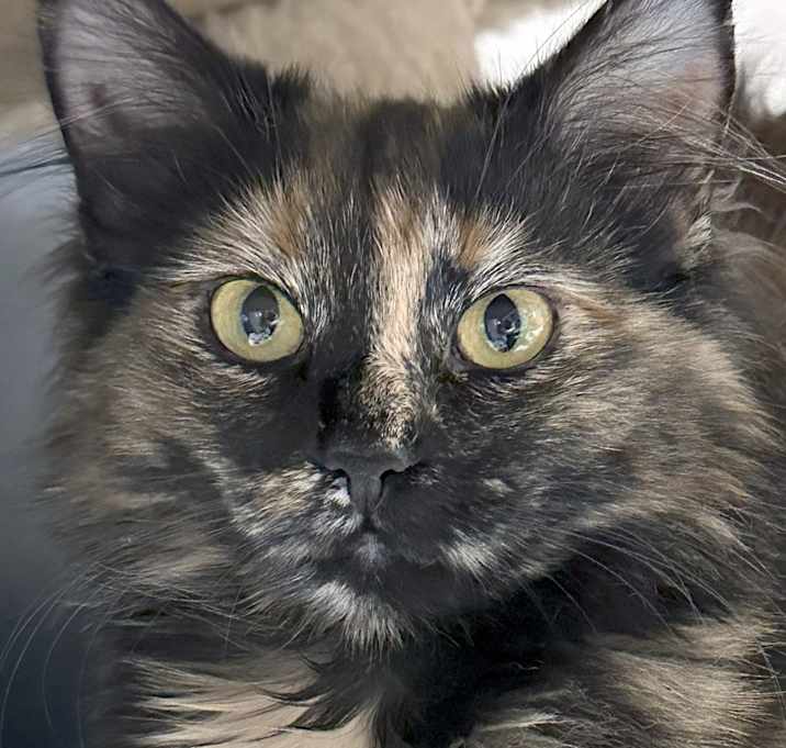 Photo of Cocoa