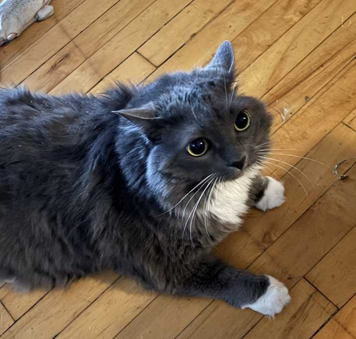 Photo of Gracie